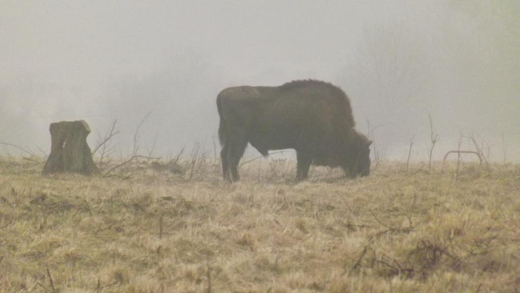 Białowieża ドボル ナ オトリーニャヴィラ エクステリア 写真
