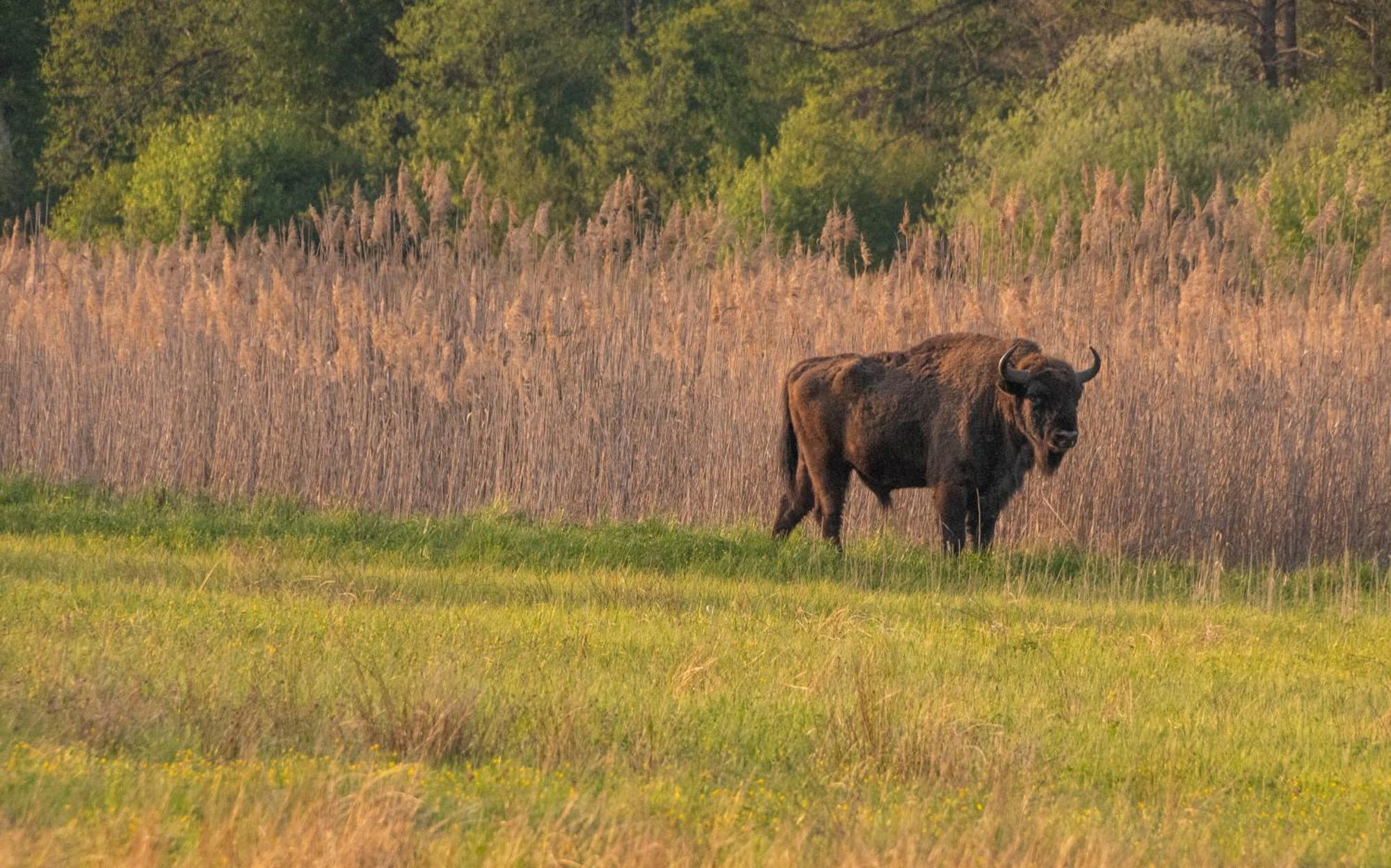 Białowieża ドボル ナ オトリーニャヴィラ エクステリア 写真